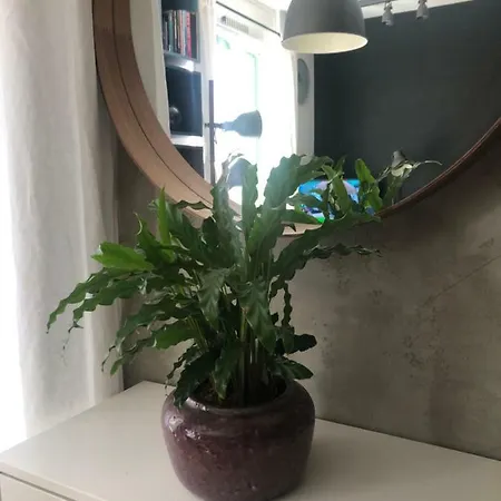 Birch On Main Square דירה *