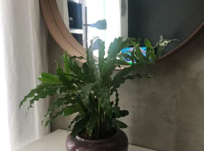 Birch On Main Square Apartment *